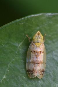 <i>Japananus hyalinus</i>