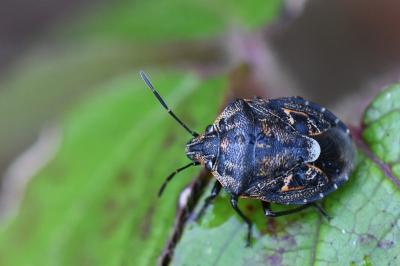 <i>Holcogaster fibulata</i>