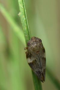<i>Aphrophora alni</i>
