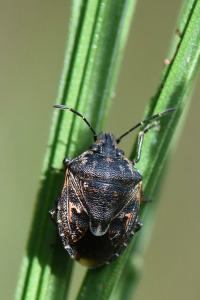<i>Holcogaster fibulata</i>