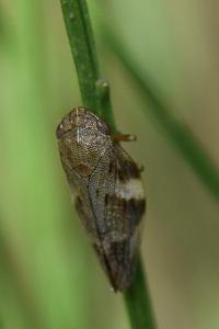 <i>Aphrophora alni</i>