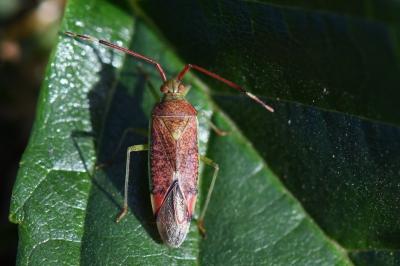 <i>Pantilius tunicatus</i>