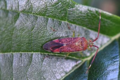 <i>Pantilius tunicatus</i>