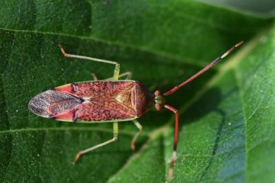 <i>Pantilius tunicatus</i>