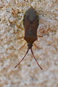 <i>Gonocerus acuteangulatus</i>