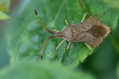 <i>Syromastus rhombeus</i>