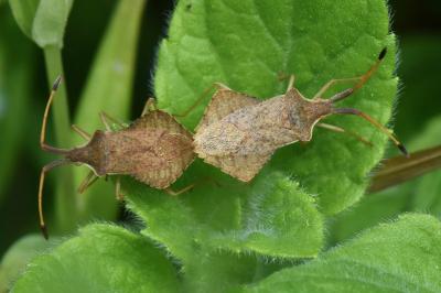 <i>Syromastus rhombeus</i>