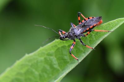 <i>Rhynocoris annulatus</i>