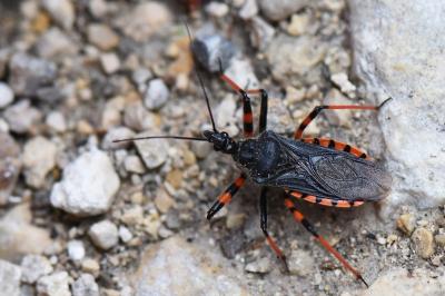 <i>Rhynocoris annulatus</i>