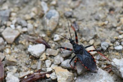 <i>Rhynocoris annulatus</i>