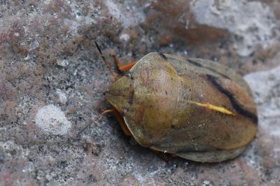 <i>Eurygaster austriaca</i>