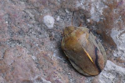 Eurygaster austriaca