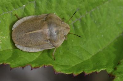 <i>Eurygaster austriaca</i>