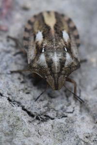 <i>Eurygaster testudinaria</i>