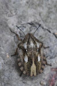 <i>Eurygaster testudinaria</i>