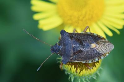 <i>Pentatoma rufipes</i>