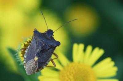 <i>Pentatoma rufipes</i>