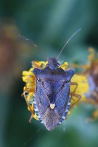 <i>Pentatoma rufipes</i>