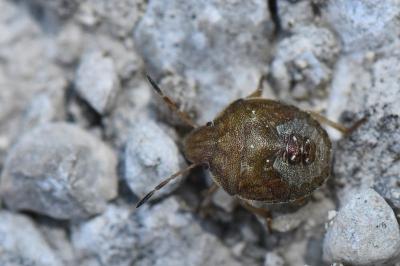 <i>Peribalus strictus</i>