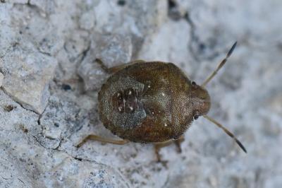 <i>Peribalus strictus</i>