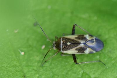 <i>Polymerus unifasciatus</i>