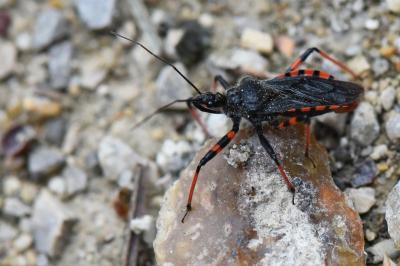 <i>Rhynocoris annulatus</i>