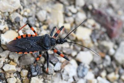 <i>Rhynocoris annulatus</i>