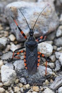 <i>Rhynocoris annulatus</i>