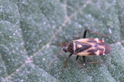 <i>Polymerus unifasciatus</i>