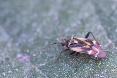 <i>Polymerus unifasciatus</i>