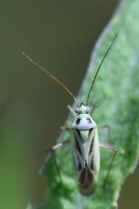 <i>Stenotus binotatus</i>