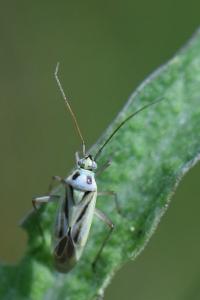 <i>Stenotus binotatus</i>