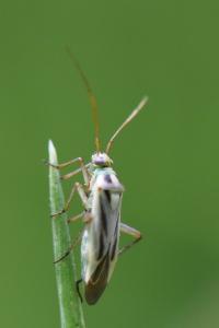 <i>Stenotus binotatus</i>