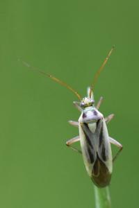 <i>Stenotus binotatus</i>