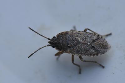 <i>Emblethis denticollis</i>