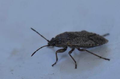 <i>Emblethis denticollis</i>
