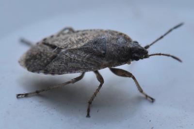 <i>Emblethis denticollis</i>
