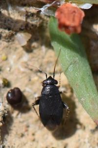 <i>Chlamydatus pullus</i>