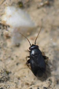 <i>Chlamydatus pullus</i>