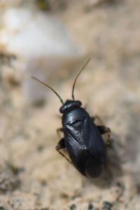 <i>Chlamydatus pullus</i>