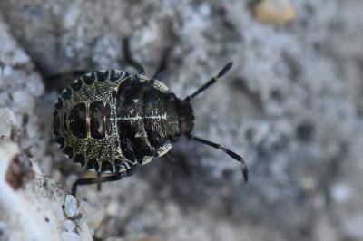 <i>Rhaphigaster nebulosa</i>