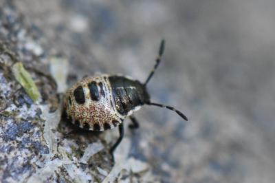 <i>Rhaphigaster nebulosa</i>