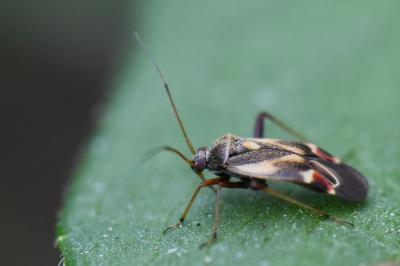 <i>Polymerus unifasciatus</i>