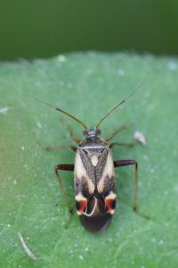 <i>Polymerus unifasciatus</i>