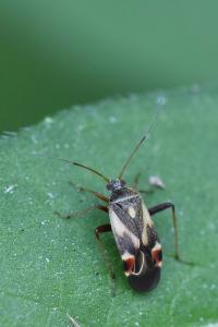 <i>Polymerus unifasciatus</i>