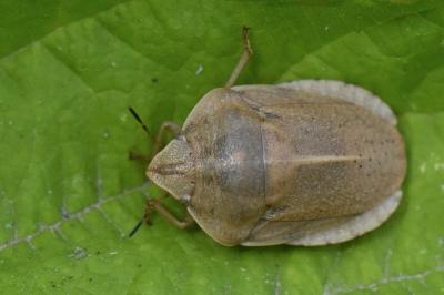 Eurygaster austriaca