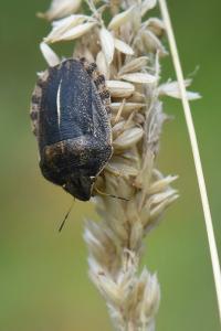 <i>Eurygaster austriaca</i>