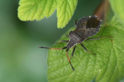 <i>Enoplops scapha</i>