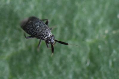 <i>Atractotomus</i>