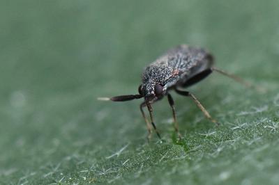 <i>Atractotomus</i>